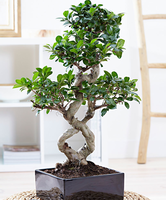 8 Vorm Bonsai Ficus 'ginseng'