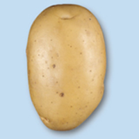 Aardappel Surprise 2,5 Kg