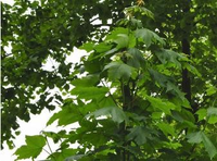 Acer Capillipes