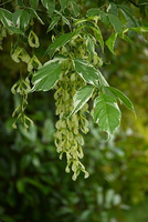 Acer Negundo 'variegatum'