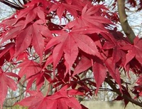 Acer Palmatum 'bloodgood'