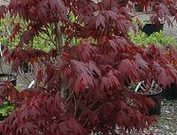 Acer Palmatum 'fireglow'