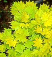 Acer Shirasawanum 'aureum'