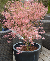 Acer 'taylor®'
