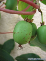 Actinidia Arguta 'issai' (kiwiplant) 150/200 Cm