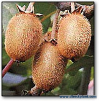 Actinidia 'jenny' (kiwiplant) 200/250 Cm