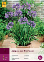 Agapanthus Blue Giant