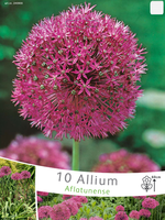 Allium Aflatunense (voordeelpakket)