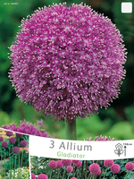Allium Gladiator (voordeelpakket)