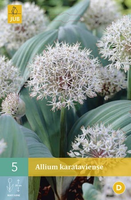 Allium Karataviensesierui