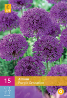 Allium Purple Sensationsierui