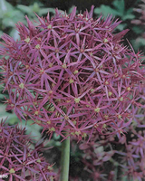 Allium Sierui Albopilosum (perzische Ui)