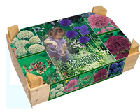 Allium Sierui Collectie Box