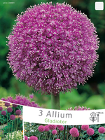 Allium Sierui Gladiator (grootverpakking)