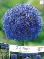 Allium Sierui Globemaster