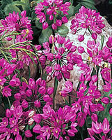 Allium Sierui Ostrowskianum