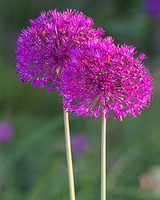 Allium Sierui Purple Sensation