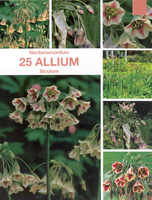 Allium Sierui Siculum (grootverpakking)