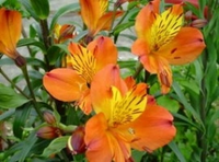 Alstroemeria Aur. 'orange