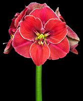 Amaryllis 'magical Touch'