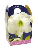 Amaryllis Wit (inclusief Pot)
