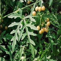 Ampelopsis Aconitifolia