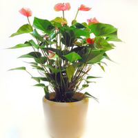 Anthurium Red Today