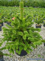 Araucaria Araucana (apeboom/slangeden) 100/110 Cm