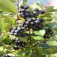 Aronia Prunifolia 'nero'