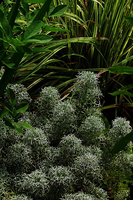 Artemisia 'canescens'