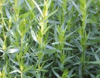 Artemisia Dracunculus 'senior'