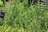 Artemisia Dracunculus