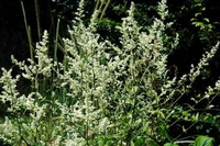 Artemisia Lactiflora