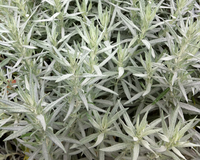 Artemisia Ludoviciana 'silver Queen'