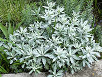 Artemisia Ludoviciana 'valerie Finnis'