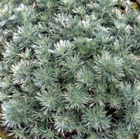 Artemisia Schmidtiana 'nana'