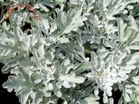 Artemisia Stelleriana 'boughton Silver'