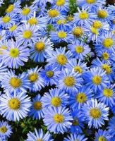 Aster 'lady In Blue'