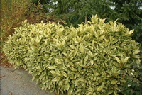 Aucuba Japonica 'crotonifolia'