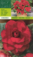 Begonia Dubbel Donkerrood