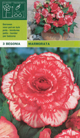 Begonia Dubbel Marmorata