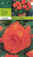 Begonia Dubbel Oranje