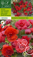 Begonia Odorata Geurend Rood