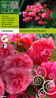 Begonia Odorata Geurend Roze