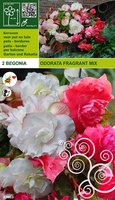 Begonia Odorata Geurend Wit & Roze