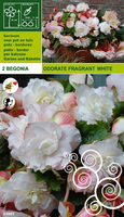 Begonia Odorata Geurend Wit