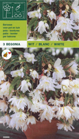 Begonia Pendula Wit