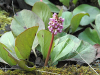 Bergenia Cordifolia 'purpurea'(s)