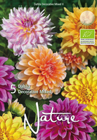 Biologische Bloembollen: Dahlia Decoratief Gemengd