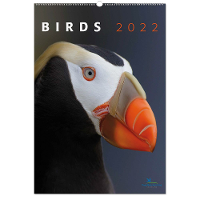 Birds Kalender 2022